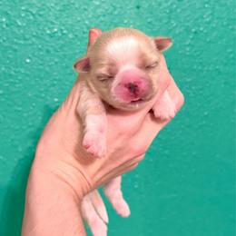 Girl 4 - Cream and white female Shih Tzu puppy in Stroud, Oklahoma from Laik’s Little Shihtz & Poms