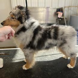 Max - Blue merle white and tan male Shetland Sheepdog puppy in New Richmond, Ohio from Heaven’s Shelties