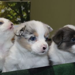 American Corgi Puppies from Southern Tastes American Corgis