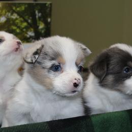 American Corgi Puppies from Southern Tastes American Corgis