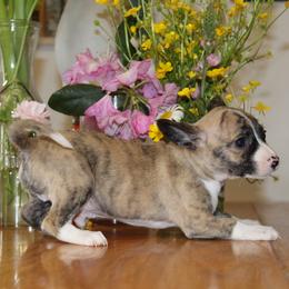 Lance - Fawn brindled black male Chihuahua puppy in Willamina, Oregon from Cherished Chihuahuas