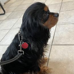 Tango - Cavalier King Charles Spaniel