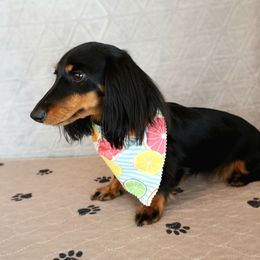Willow - Dachshund
