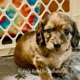 Archer - Cream male Dachshund puppy in Lakeland, Florida from Ruthie’s Rich Mini Dachshunds