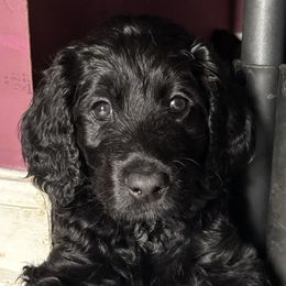 Labradoodle Puppies from River Home Doodles