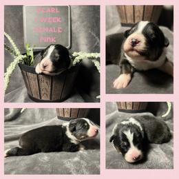 Australian Shepherd Puppies from Kayla's Aussies