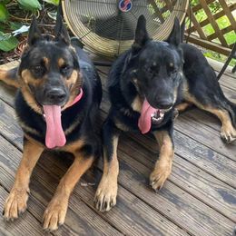 German Shepherds from Shelton’s Shepherds