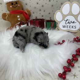Cookie - Blue merle male Pomeranian puppy in Concord, California from Eelan’s Poms