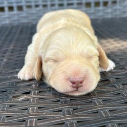 Rain - Cream female Dachshund puppy in Hawley, Texas from Little e Dachshunds