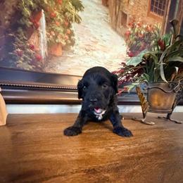 Darla - Black female Goldendoodle puppy in Anthem/Phoenix, Arizona from Ironwood Doodles