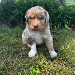 Aiden - Red merle male Australian Shepherd puppy in Butler, Georgia from Aussies at Howling Hill Farm
