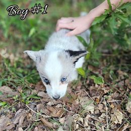 Boy 1 - Blue merle and white male American Corgi puppy in Natchitoches. La, Louisiana from Bleu Bayou Corgis