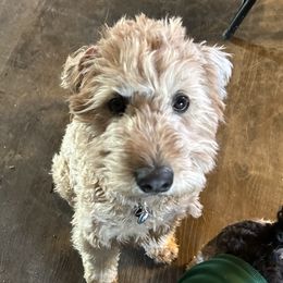 Whoodle puppies from Saddle Mountain Doodles