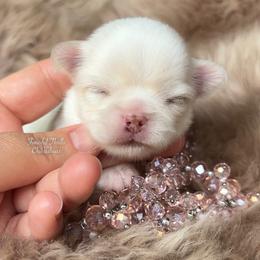 Dove - Cream and white female Chihuahua puppy in Michigan from Fanciful Thrills Kennel