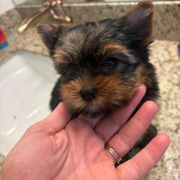 Precious Baby - Black and gold female Yorkshire Terrier puppy in Riverside, California from Playful teacups Yorkshire