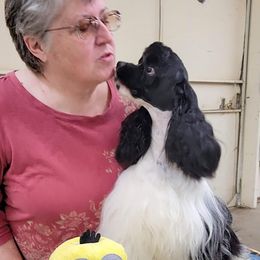Benny - Cocker Spaniel
