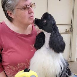 Benny - Cocker Spaniel