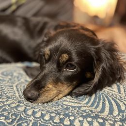 Marcy - Dachshund