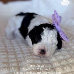 Bruschetta - Tri-color female Bernedoodle puppy in Orange, Texas from Walk with Me Doodles