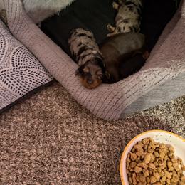 Dachshund Puppies from Dreamy dachshunds