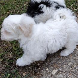 Coton de Tulear Puppies from Marilyn Edwards