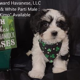 Havanese Puppies from Homeward Havanese, LLC