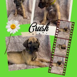 Crush - Fawn male Great Dane puppy in Longview, Texas from Noctua Kennels