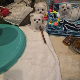 Frosty the Snow Man - White male Maltese puppy in Washington from Mt.BakerPoodles&Doodles