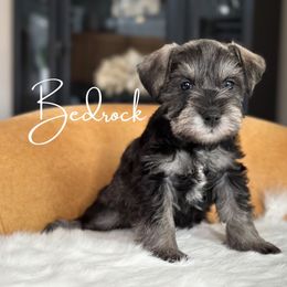 BED ROCK AKC - Salt and pepper Miniature Schnauzer puppy in Victorville, California from West Coast Royal Miniature Schnauzer