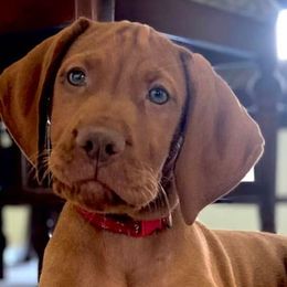 Vizsla Puppies from 5Starr Vizsla