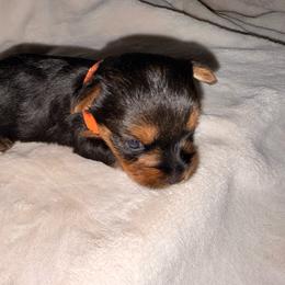 Orange boy - Black and tan male Yorkshire Terrier puppy in Booneville, Mississippi from Pinky's Puppies