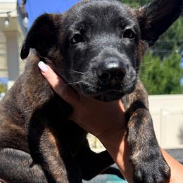 Crumpet - Black brindle male Dutch Shepherd puppy in Sherman Oaks, California from Elite K9 Group