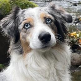 Australian Shepherds from Ralph's Australian Shepherds