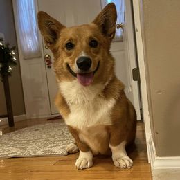 American Corgis and German Shepherds from Grace Ridge Shepherds and Corgis