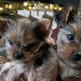 Yorkshire Terriers from The Yorkies and Us