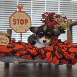 Lucas Sinclair - Black and tan male Pembroke Welsh Corgi puppy in Olathe, Colorado from Rocking LJ Breeding