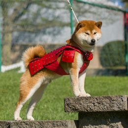 Shiba Inu All Grown Up from Kobushi Shiba