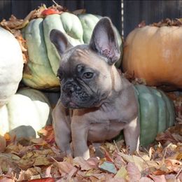 Autumn - Blue fawn female French Bulldog puppy in Twin Falls, Idaho from Whispering White Pines Labradors