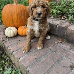 Poodle Puppies from Leaning T Ranch