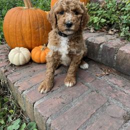 Poodle Puppies from Leaning T Ranch