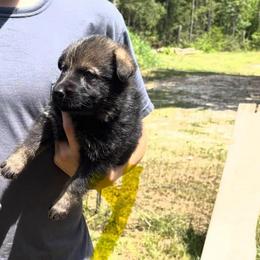 Yellow - Sable female German Shepherd puppy in Andalusia, Alabama from Keisha's German Shepherds