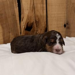 Girl 7 - Brown and white female Aussiedoodle puppy in Lavonia, Georgia from H & A Kennels