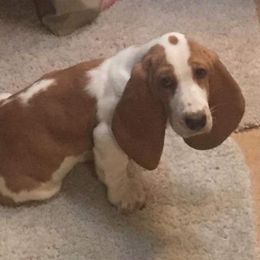 Redford - Basset Hound