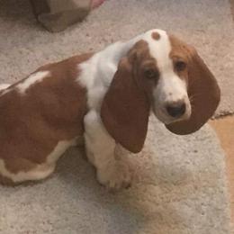 Redford - Basset Hound