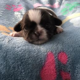 Poppy - Tricolor female Shih Tzu puppy in Milton, Florida from Shih tzu adventures of Santa Rosa Florida