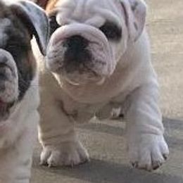 Bulldog Puppies from Big Pine Bulldogs