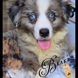 Blake - Price 2500 - Blue merle male Miniature Australian Shepherd puppy in Ennis, Texas from God’s Little Aussies