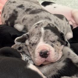 Merle 1 - Merle male Great Dane puppy in Washington, Pennsylvania from City Slicker Danes
