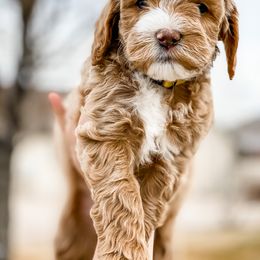 Cavapoo and Goldendoodle Puppies from A2Z Doodles