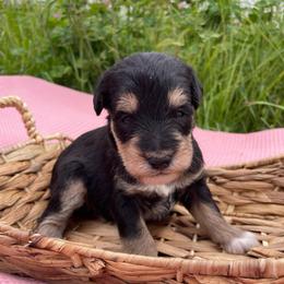 Shipley - Black and tan male Schnoodle puppy in Lathrop, Missouri from RR Schnoodles